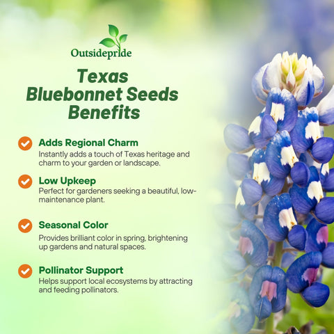Outsidepride bluebonnet seedlings thriving in full sun