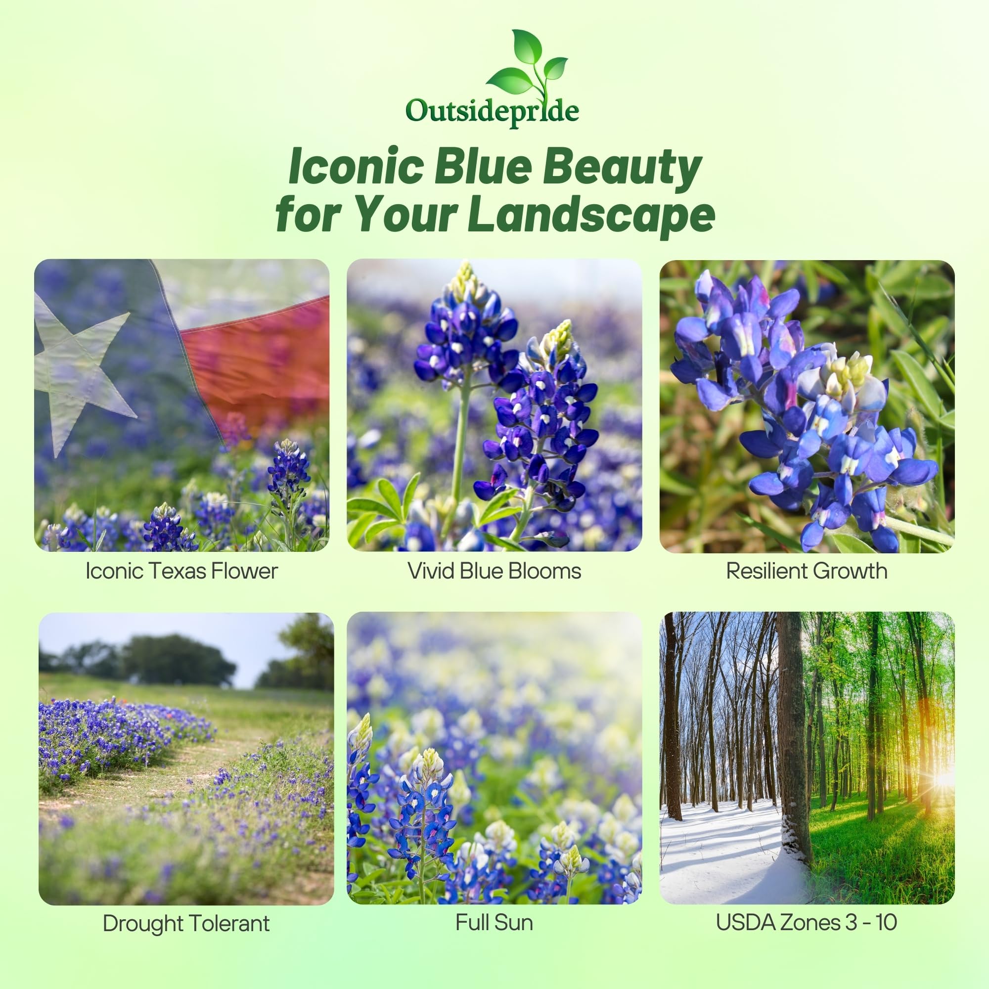 Outsidepride bluebonnet seeds germinating in soil for rapid establishment