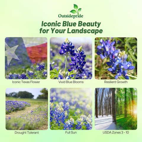 Outsidepride bluebonnet seeds germinating in soil for rapid establishment