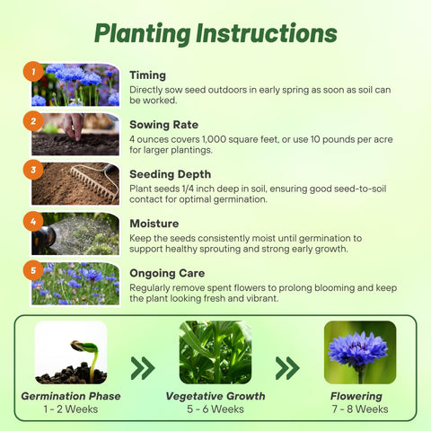 Outsidepride border planting of cornflowers in a sunny bed.