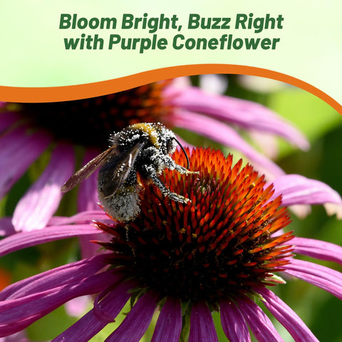 Outsidepride coneflower borders and meadows enhance landscape texture