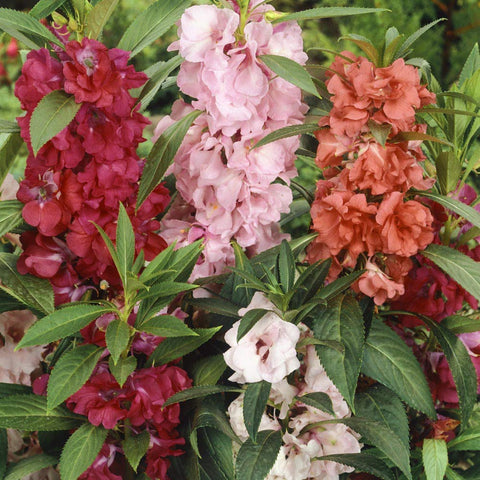 Outsidepride border plant impatiens enhance edges with continuous color.