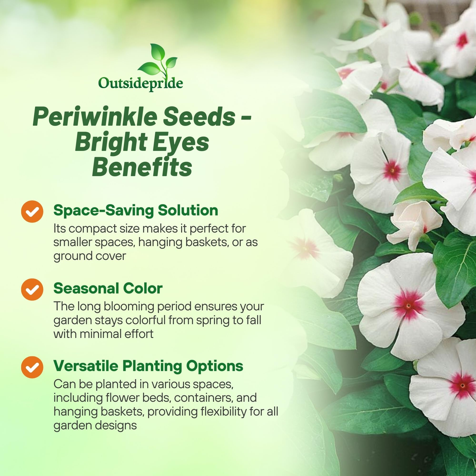 Outsidepride Bright Eyes Periwinkle demonstrates drought tolerance in sunny beds.