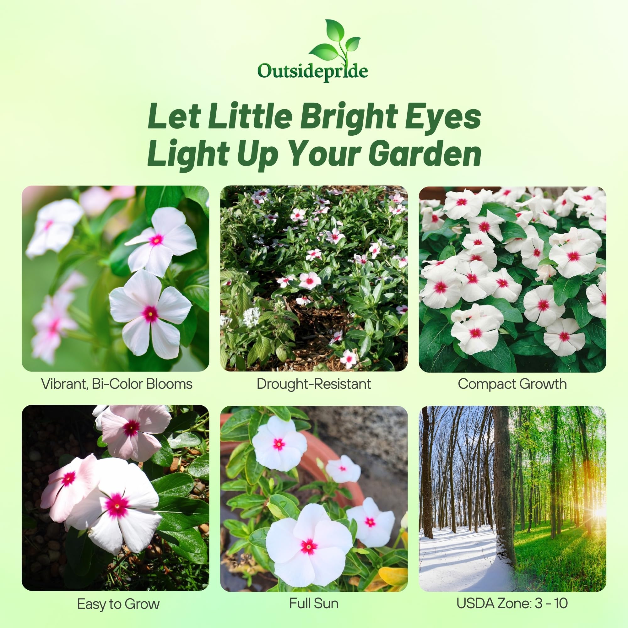 Outsidepride Bright Eyes Periwinkle white flowers accent garden borders.