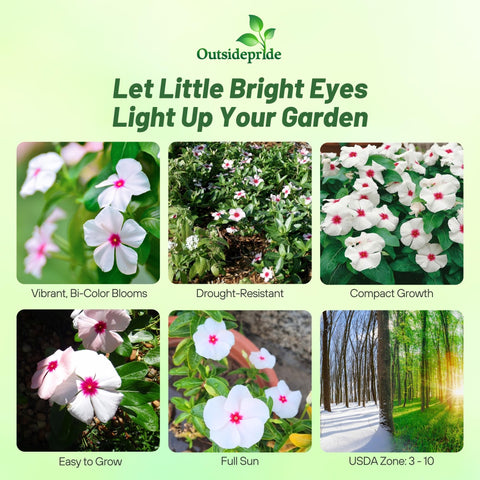 Outsidepride Bright Eyes Periwinkle white flowers accent garden borders.