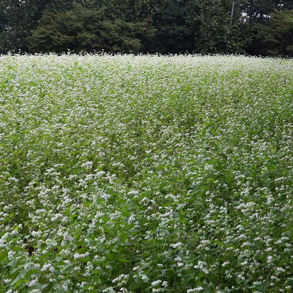 Outsidepride Buckwheat supporting farm rotations with forage or green manure.