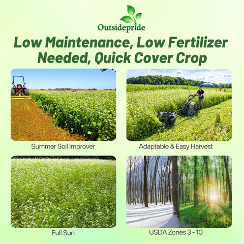 Outsidepride Buckwheat ground-cover spreading quickly over soil for erosion control.