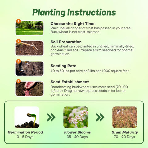 Outsidepride buckwheat seeds erosion-control protects bare soils during summer.