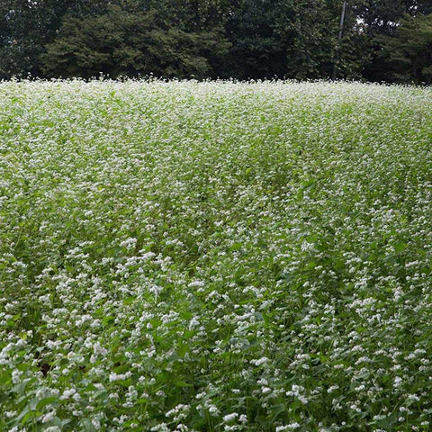 Outsidepride buckwheat seeds field-rotation supports short-season crops.