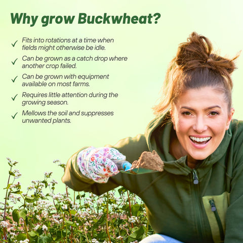 Outsidepride buckwheat seeds soil-improvement enhances soil structure and fertility in rotations.