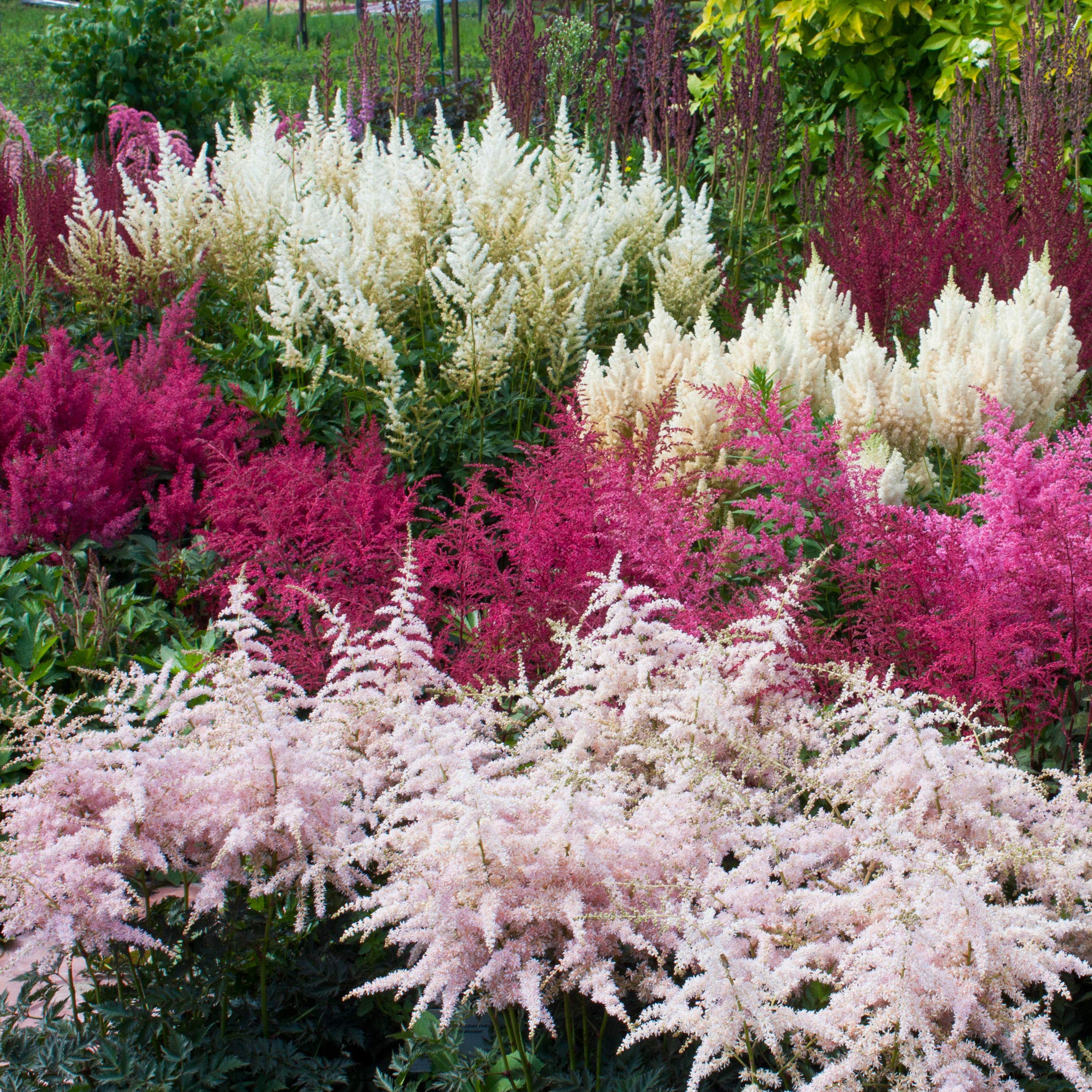 Outsidepride Bunter Astilbe deer resistant growth in a border garden