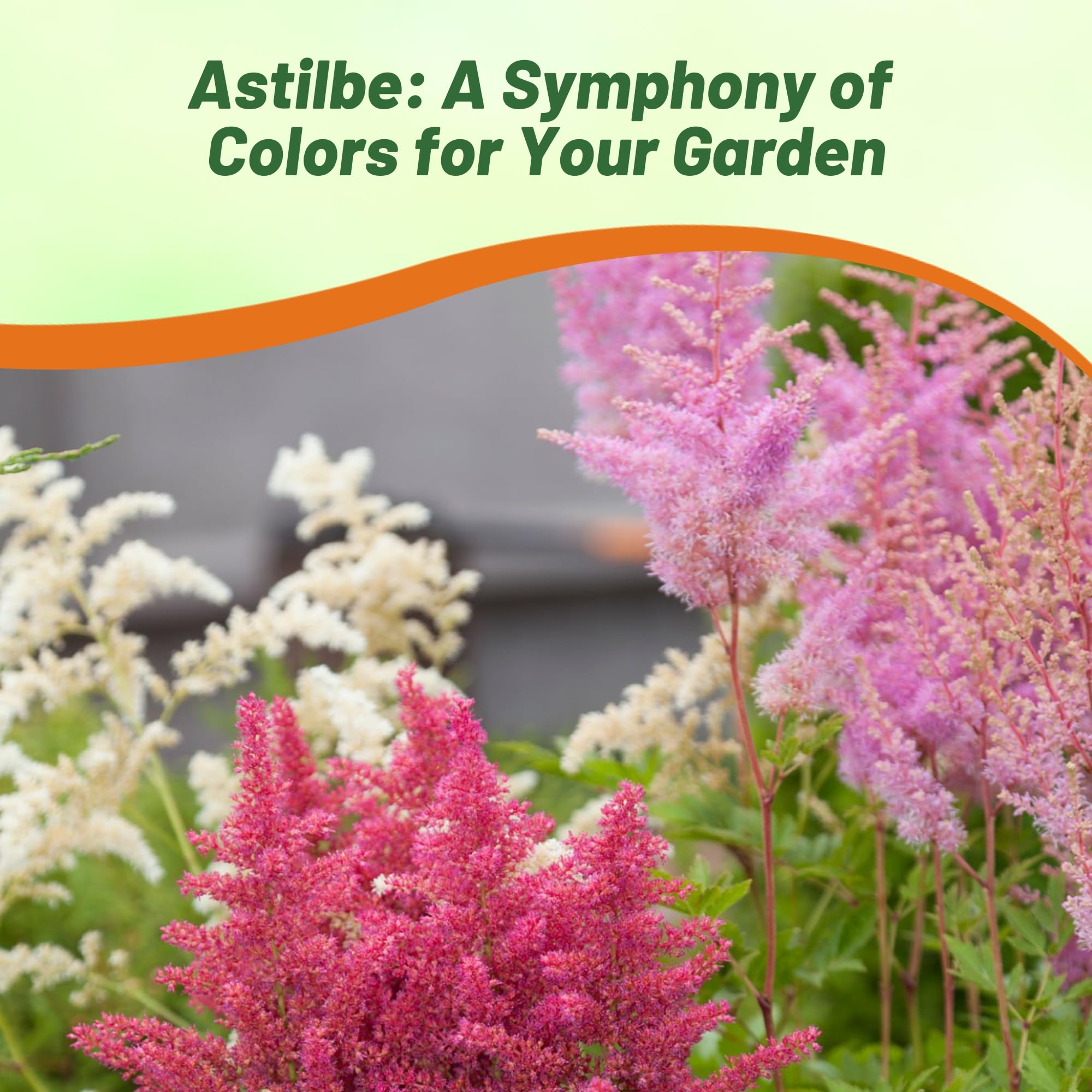 Outsidepride Bunter Astilbe attracting bees and butterflies