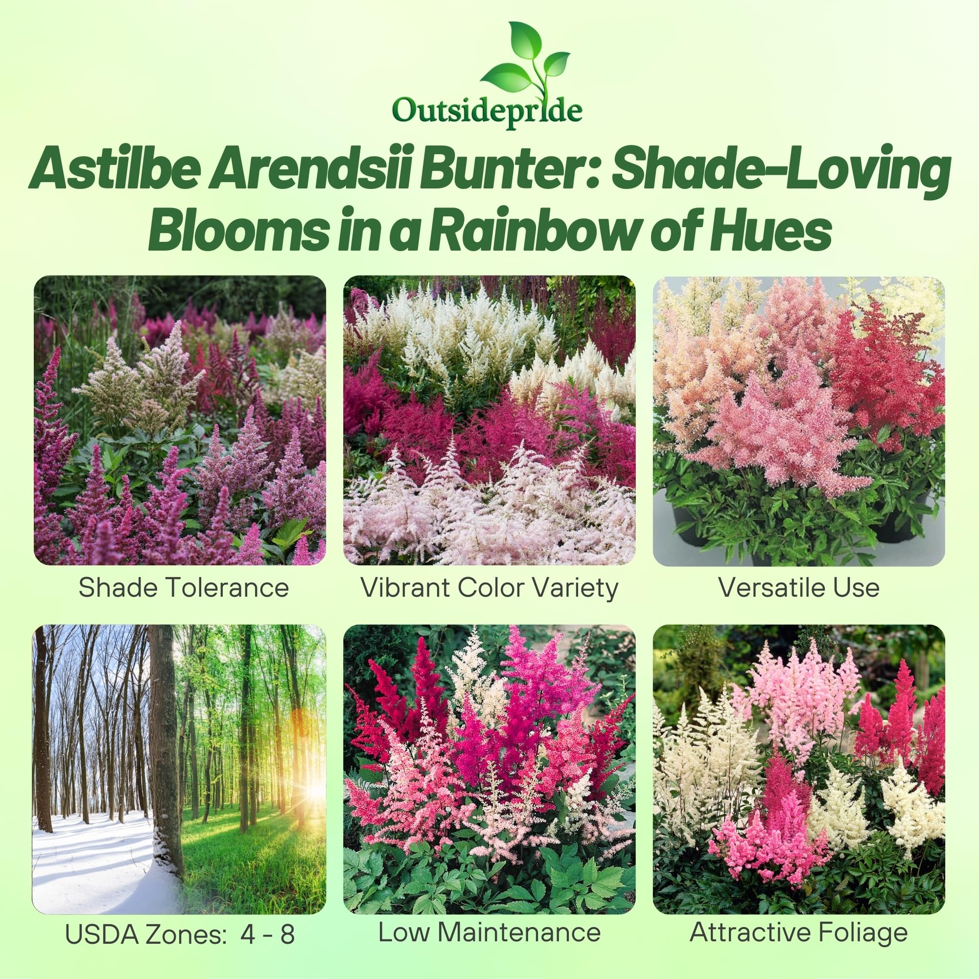 Outsidepride Bunter Astilbe seeds germination in 28-35 days for quick color
