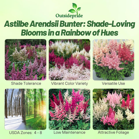 Outsidepride Bunter Astilbe seeds germination in 28-35 days for quick color