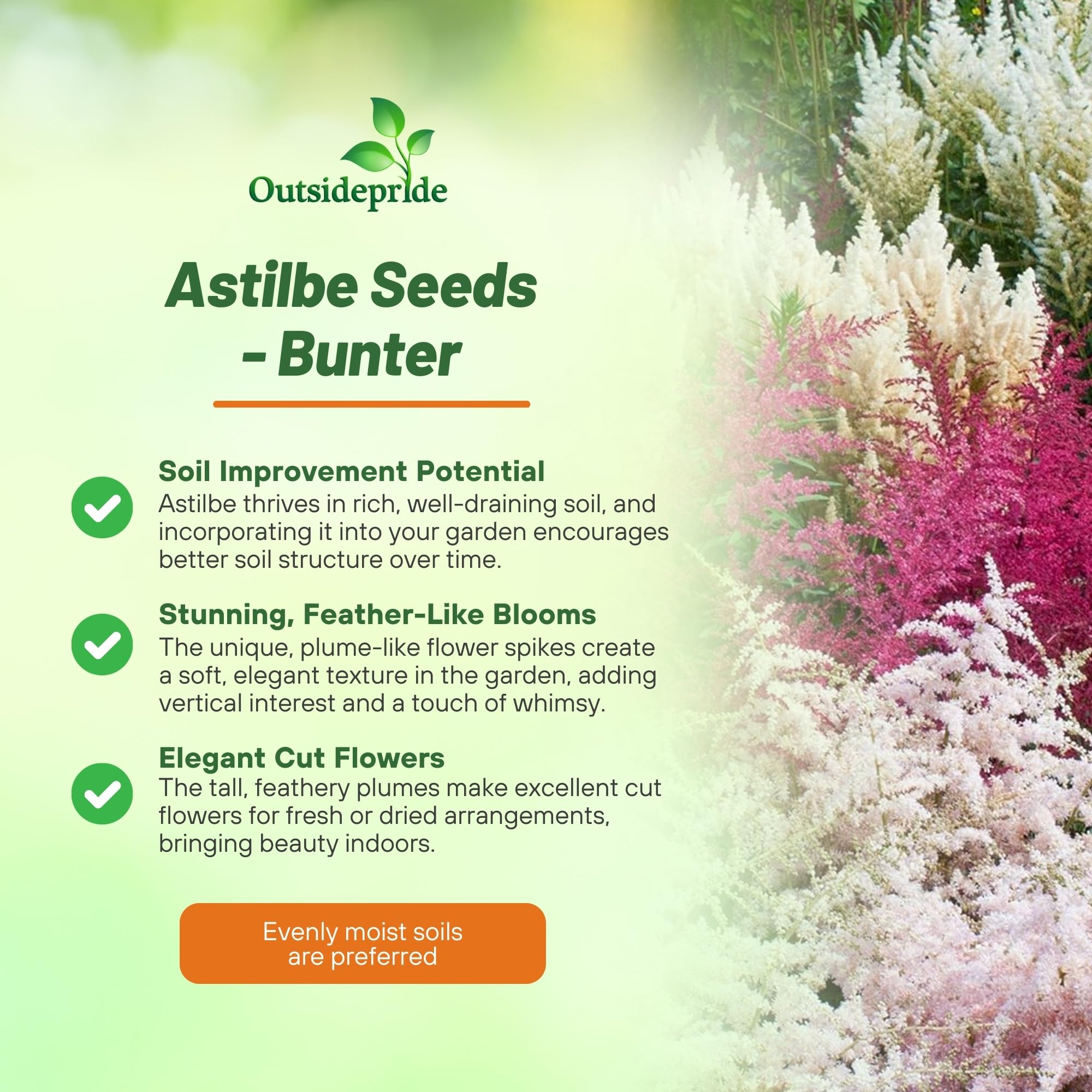 Outsidepride Bunter Astilbe seeds planted in a moist shade bed