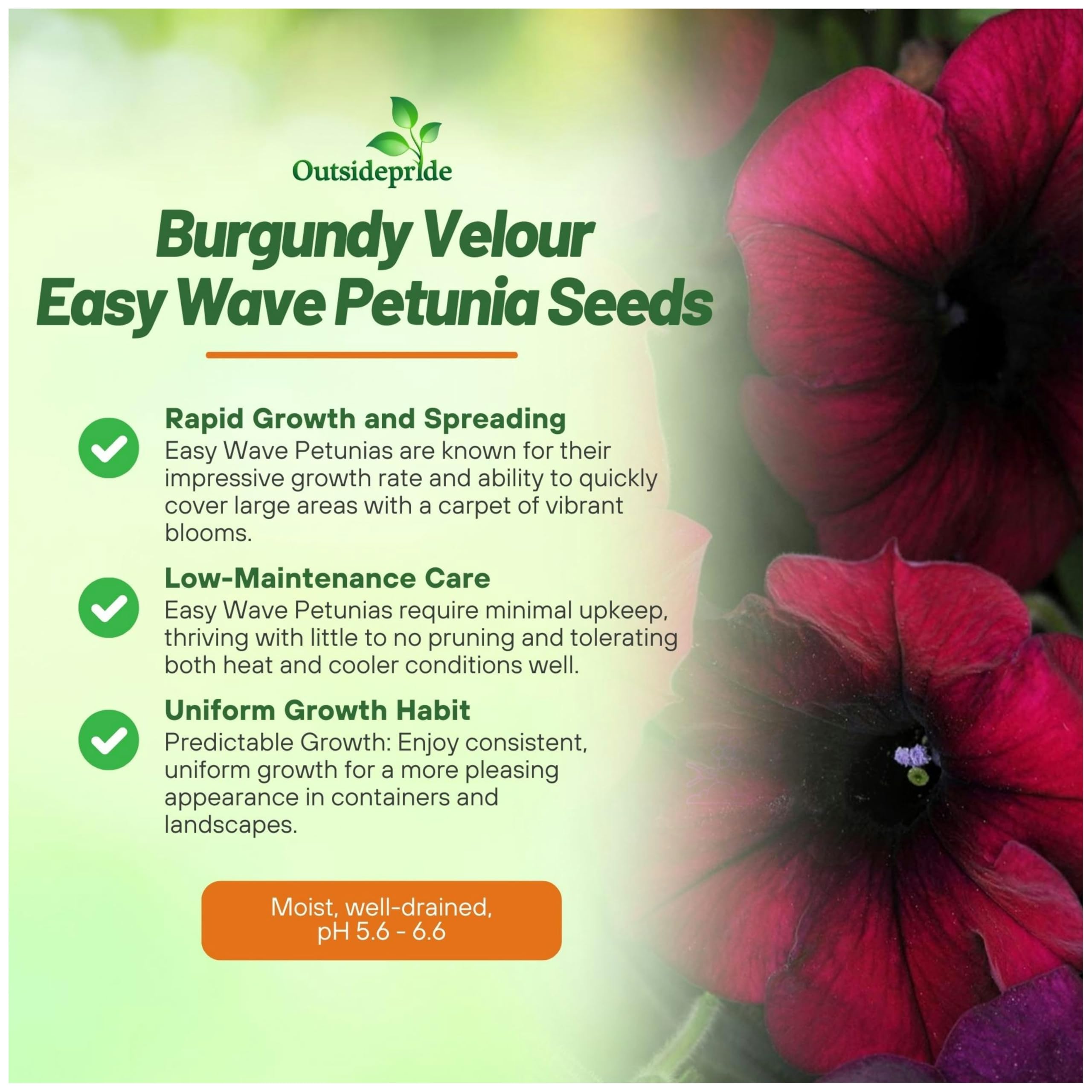 Outsidepride Burgundy Velour Easy Wave Petunia bloom in border adds dramatic color