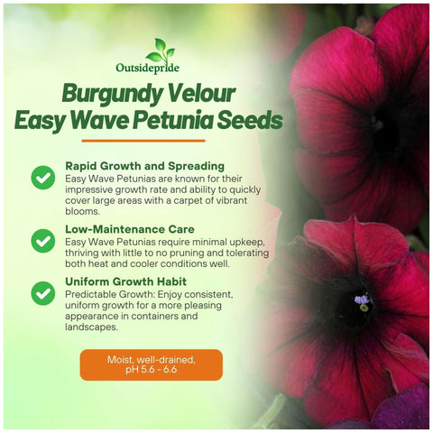 Outsidepride Burgundy Velour Easy Wave Petunia bloom in border adds dramatic color