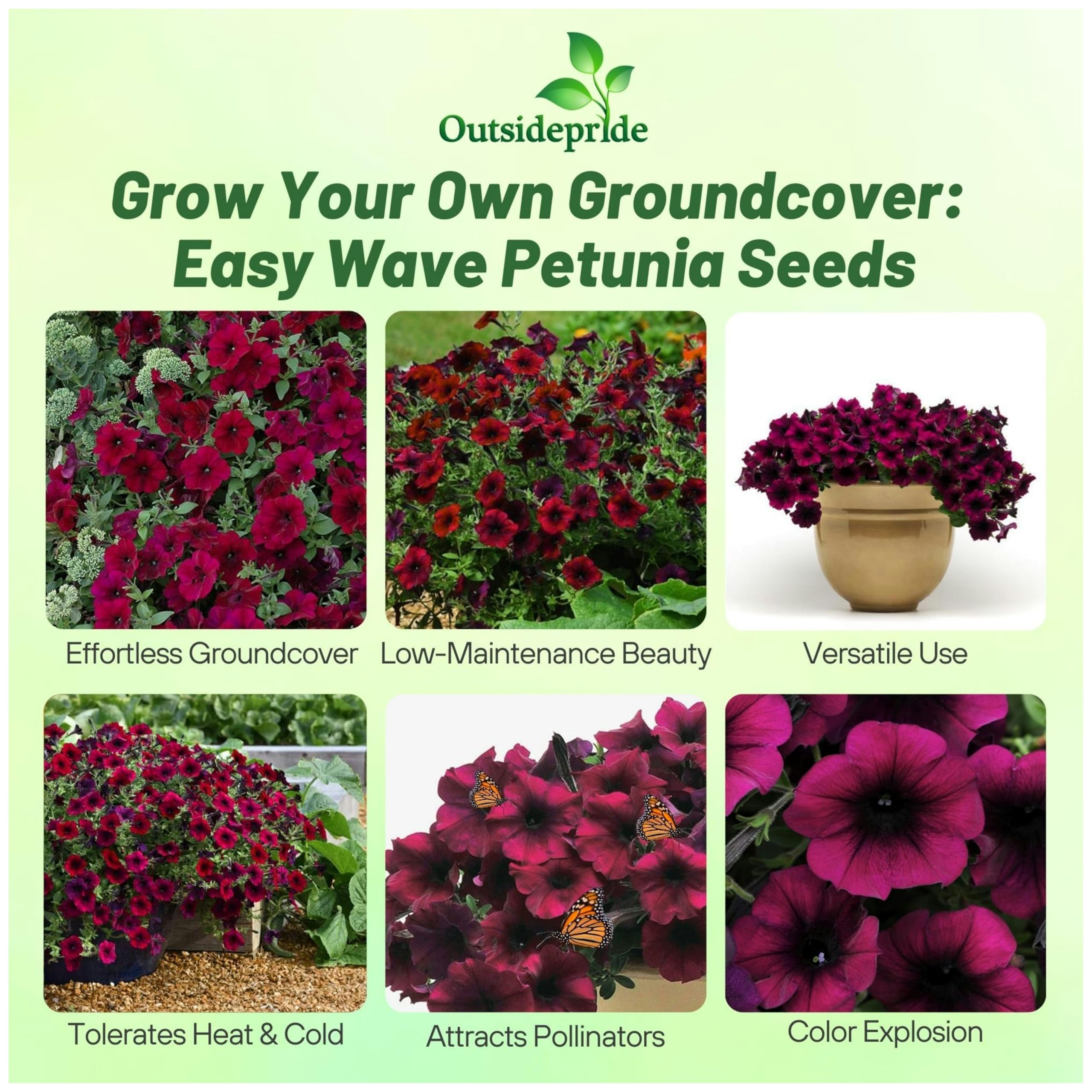 Outsidepride Burgundy Velour Easy Wave Petunia seedling sprouting for quick color
