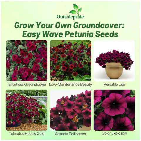 Outsidepride Burgundy Velour Easy Wave Petunia seedling sprouting for quick color