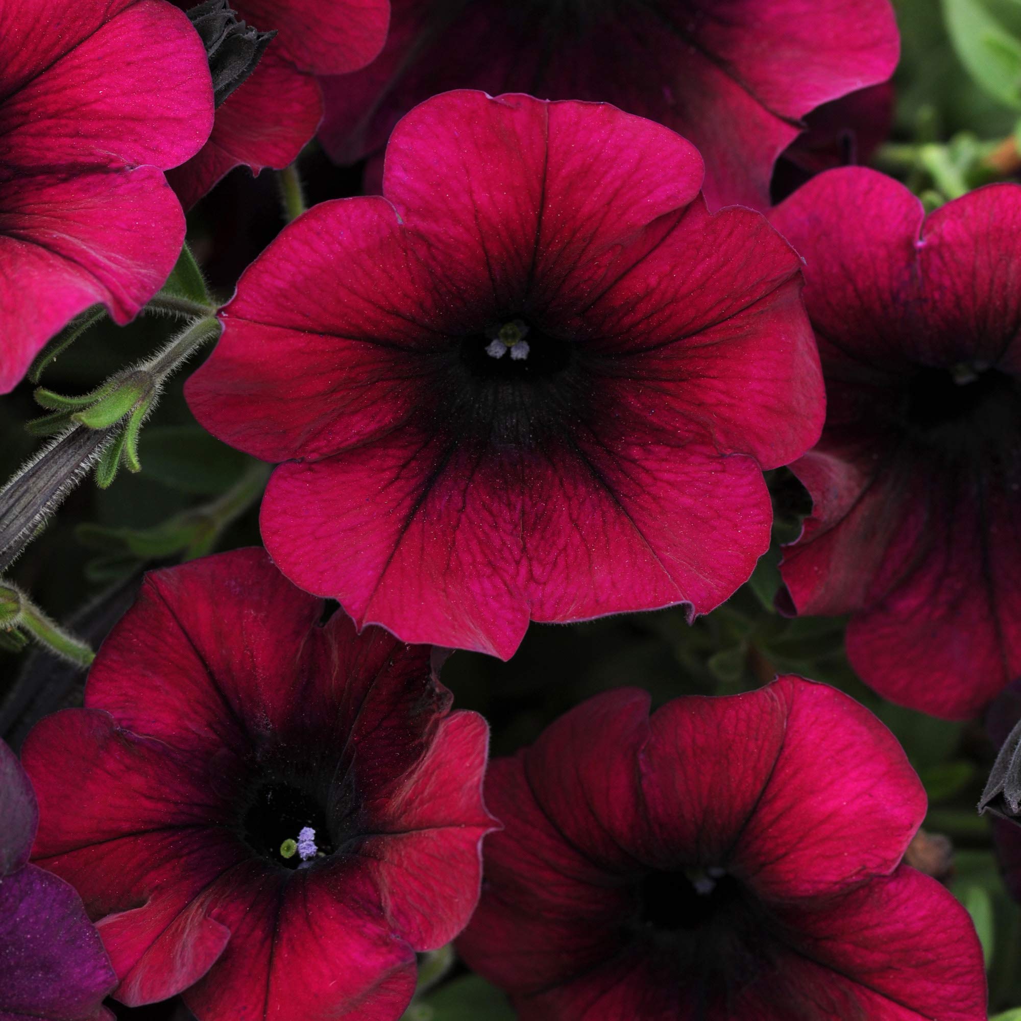 Outsidepride burgundy velour blooms show velvet texture