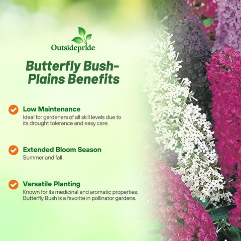 Outsidepride Butterfly Bush Mix providing tall, multi-colored blooms for dramatic garden focal points.