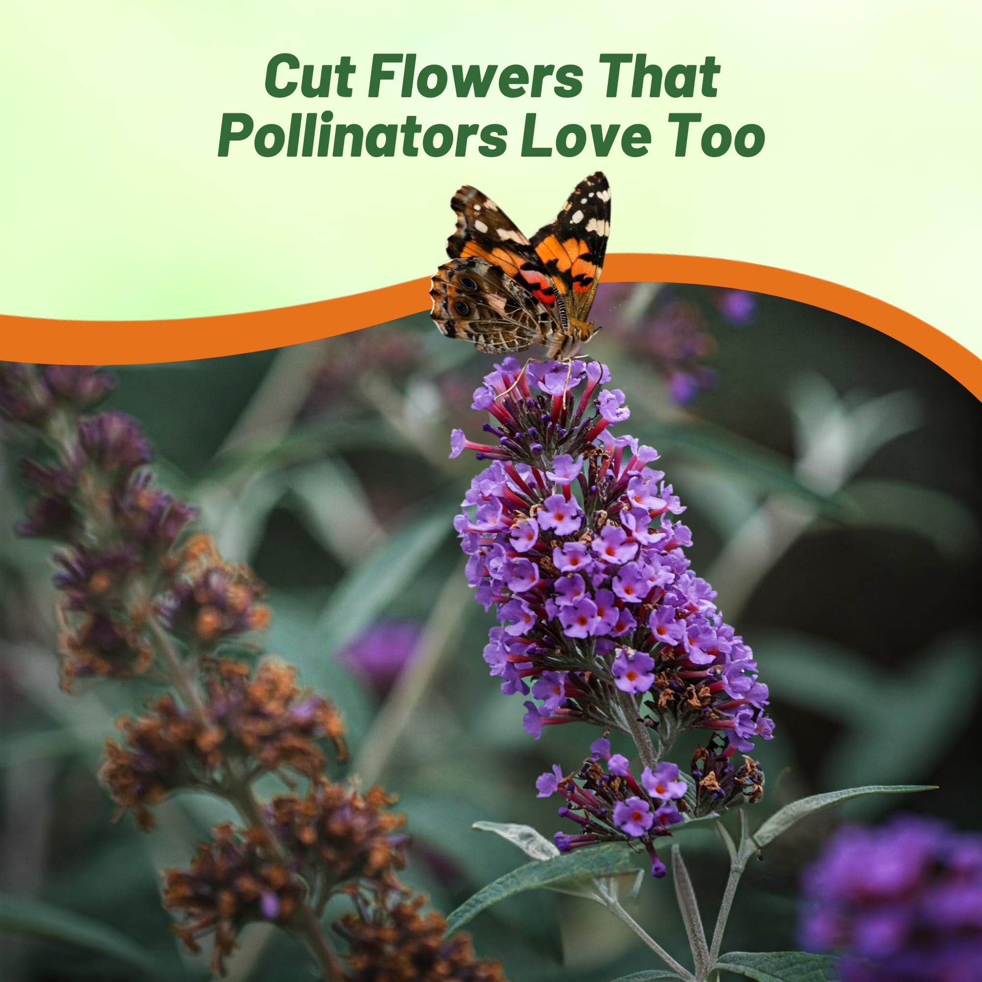 Outsidepride Butterfly Bush Mix perennial seeds with fast growth for year-round color.