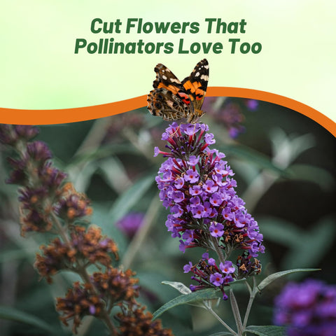 Outsidepride Butterfly Bush Mix perennial seeds with fast growth for year-round color.