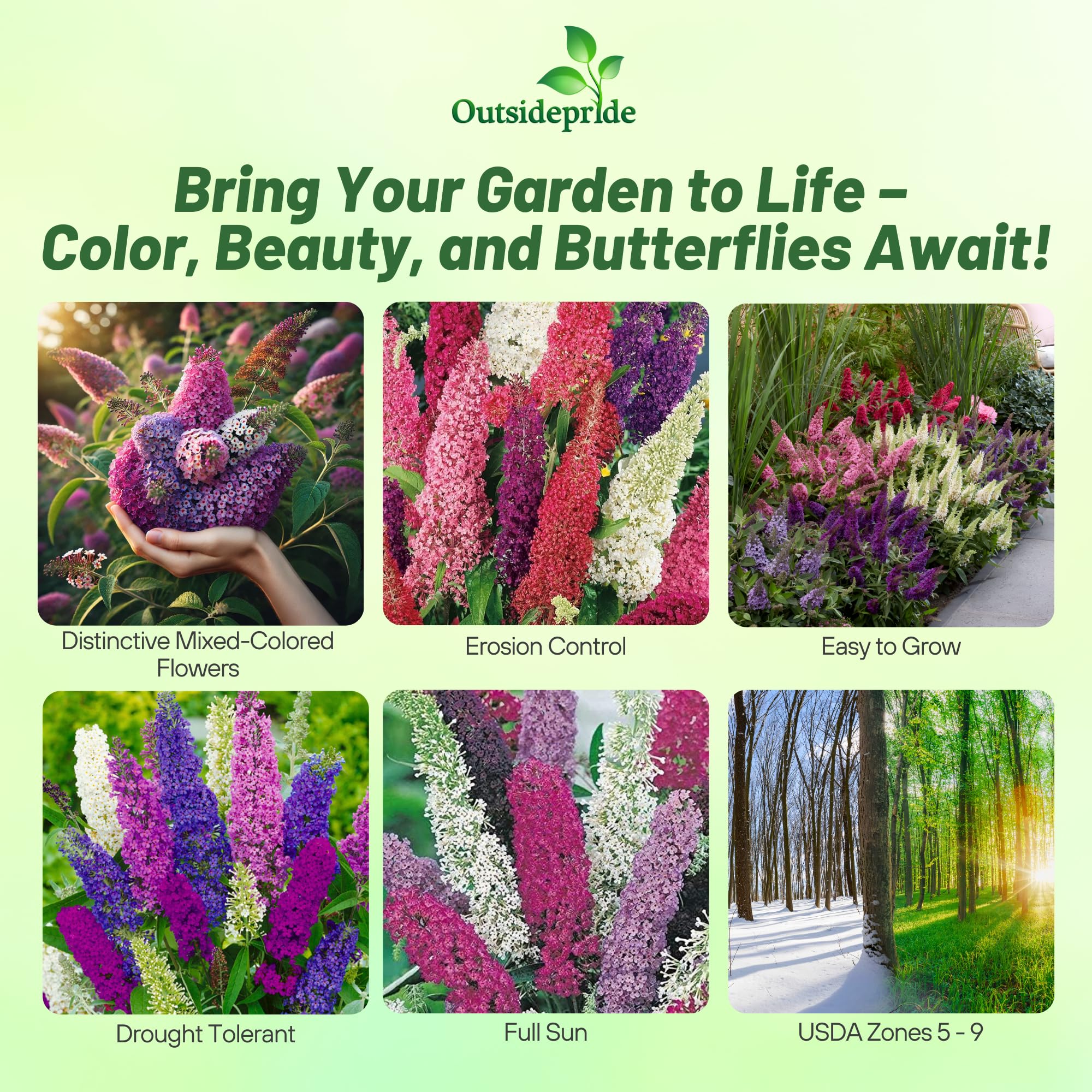 Outsidepride Butterfly Bush Mix Seeds blooming in garden with vibrant color display.
