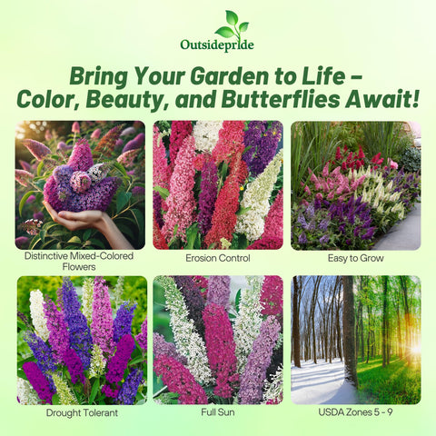 Outsidepride Butterfly Bush Mix Seeds blooming in garden with vibrant color display.
