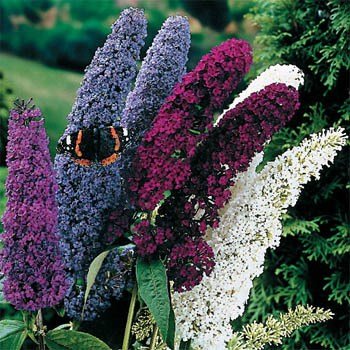 Outsidepride Butterfly Bush Mix Seeds packaging ready for sunny borders that attract pollinators.