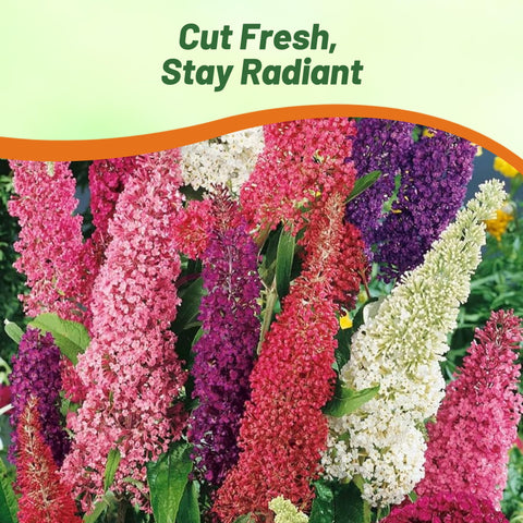 Outsidepride Butterfly Bush Mix easy to grow and low maintenance for busy gardeners.