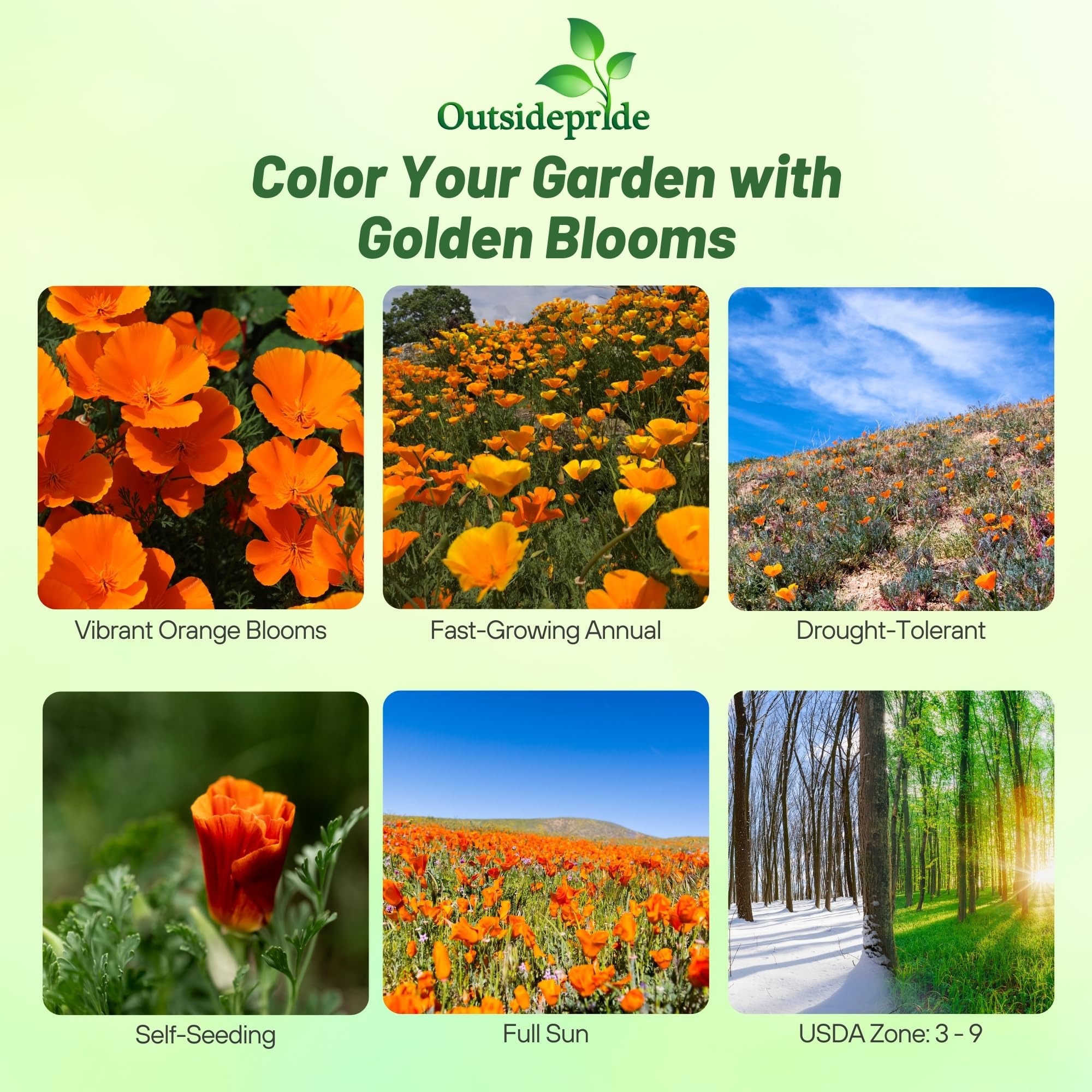 Outsidepride California Poppy orange blooms showcase bright color for sunny garden borders