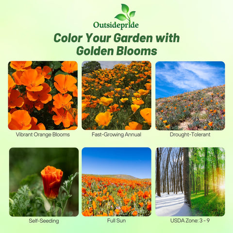 Outsidepride California Poppy orange blooms showcase bright color for sunny garden borders