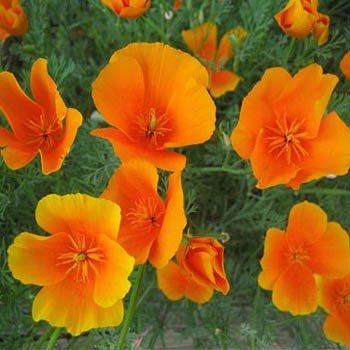 Outsidepride California poppy seed for sunny beds, vibrant blooms, and pollinator-friendly gardens.