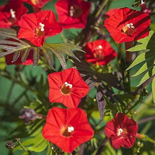 Outsidepride Cardinal Climber border-ready red blooms brighten landscapes.