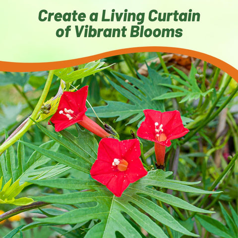 Outsidepride Cardinal Climber seed packet showcased for easy outdoor planting.