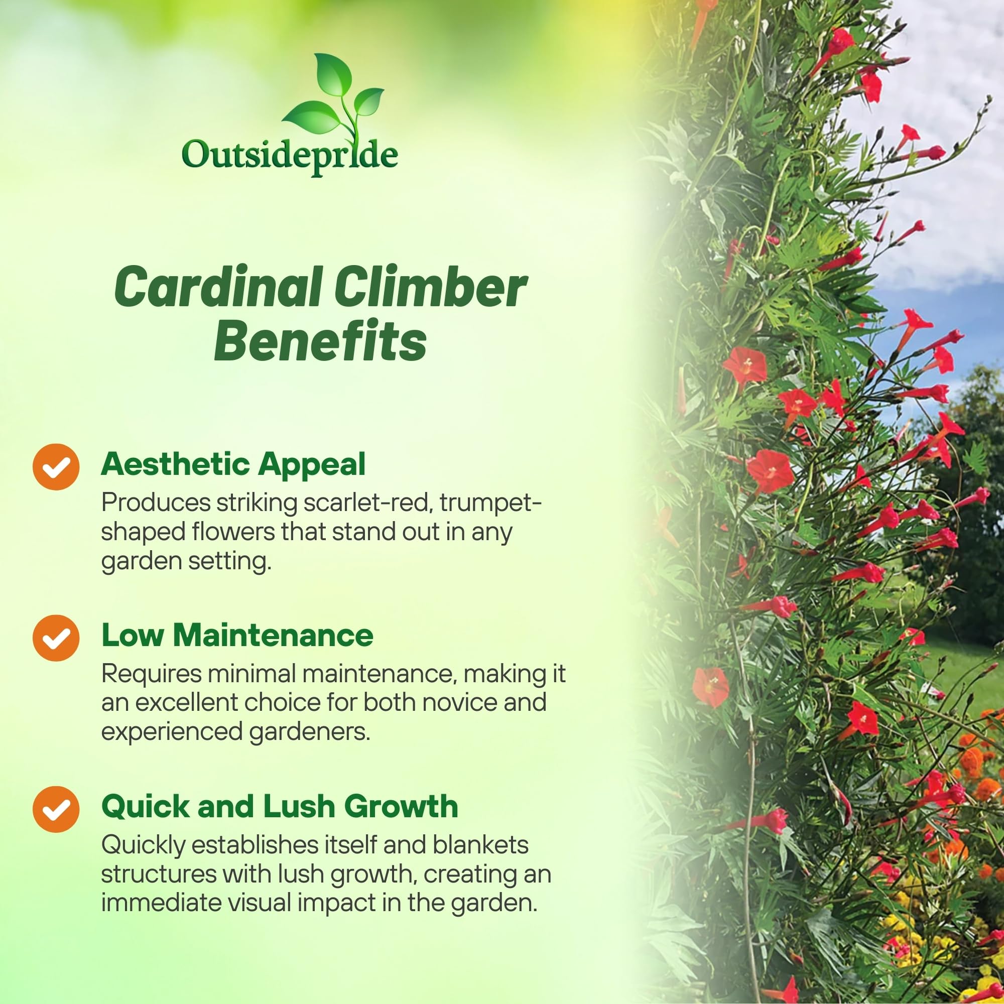 Outsidepride Cardinal Climber trellis display with vibrant red trumpet flowers.