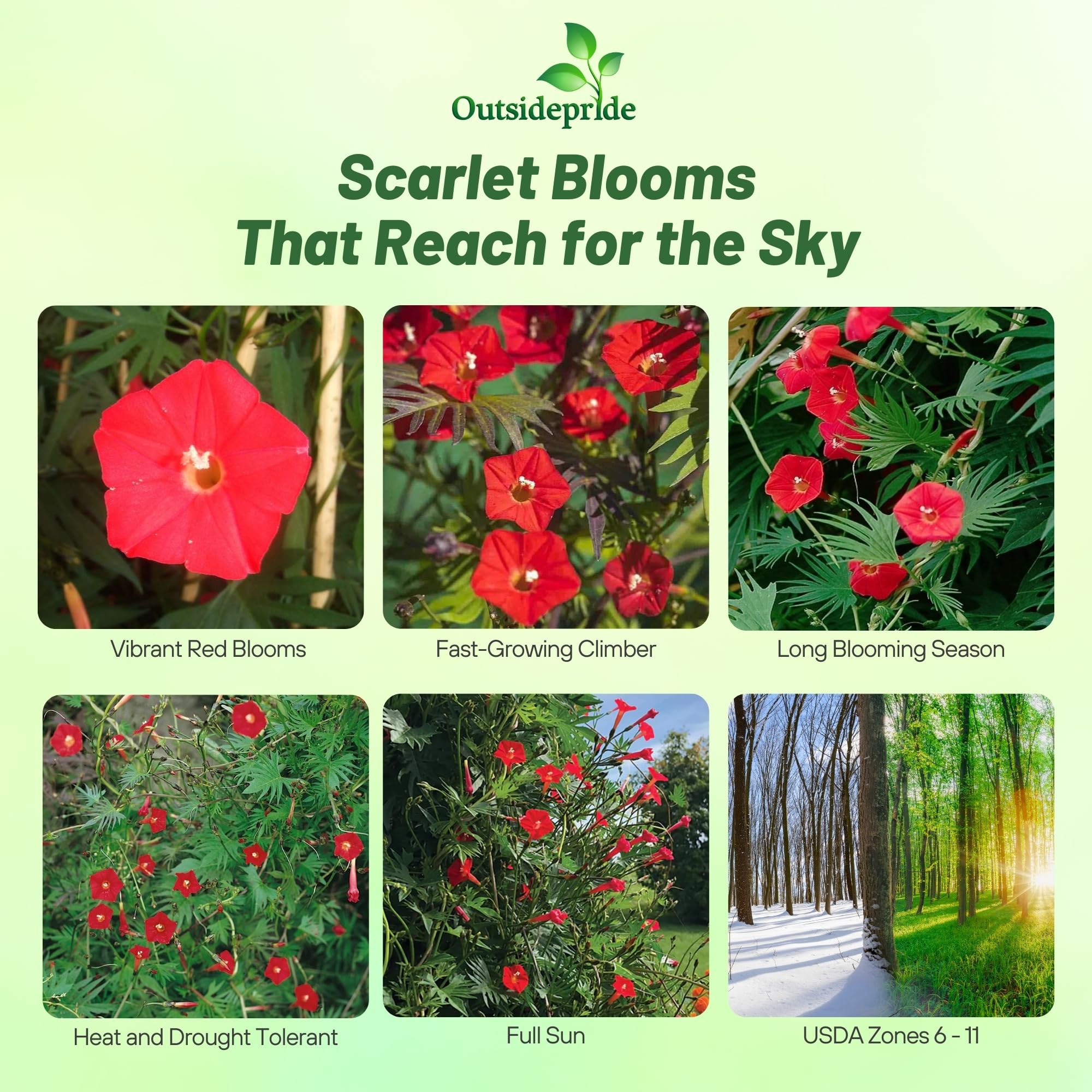 Outsidepride Cardinal Climber vine on arbor showcasing vertical color and height.
