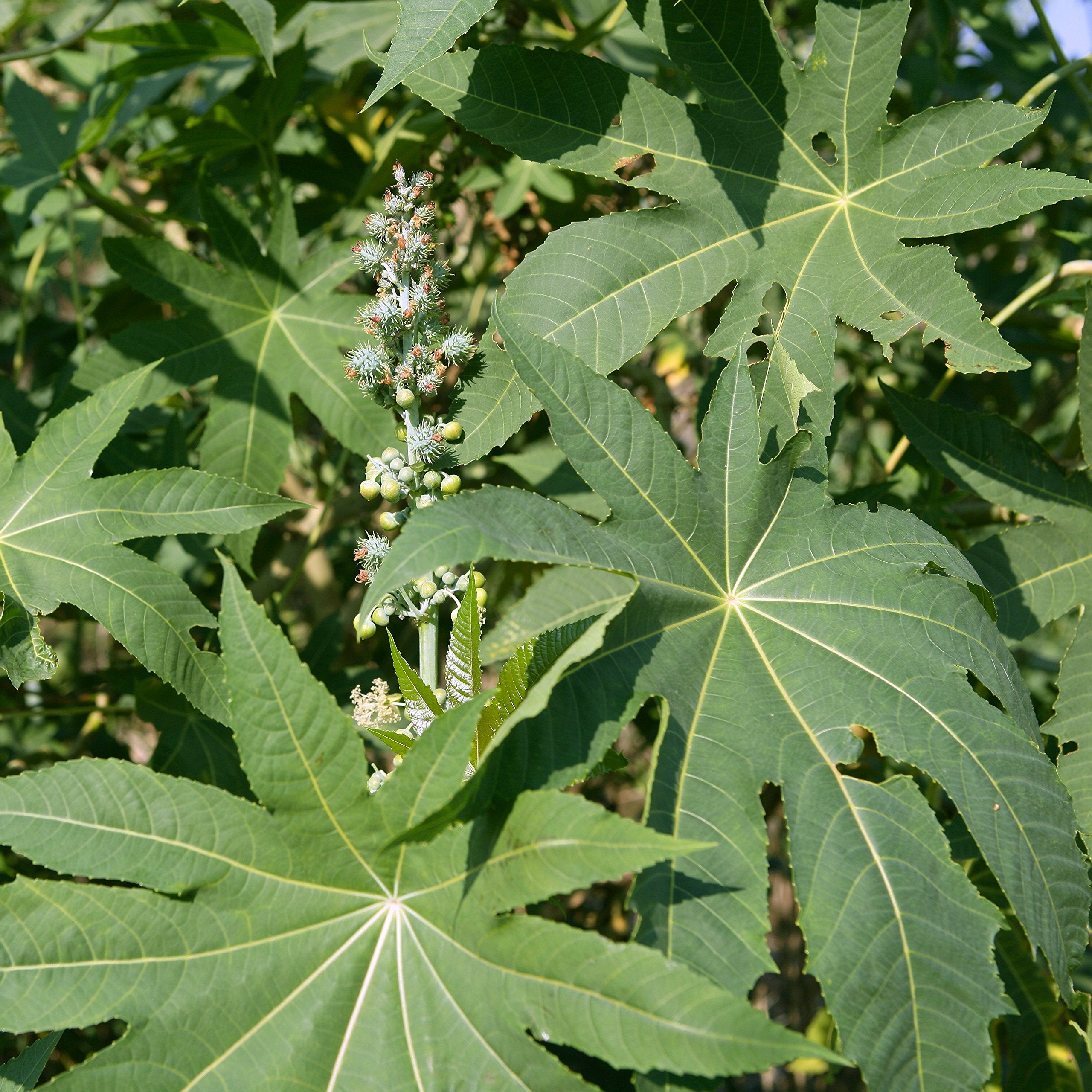 Outsidepride castor bean ideal for sunny borders and landscapes
