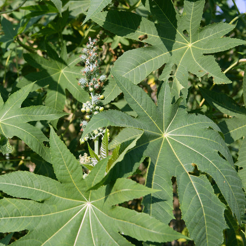 Outsidepride castor bean ideal for sunny borders and landscapes