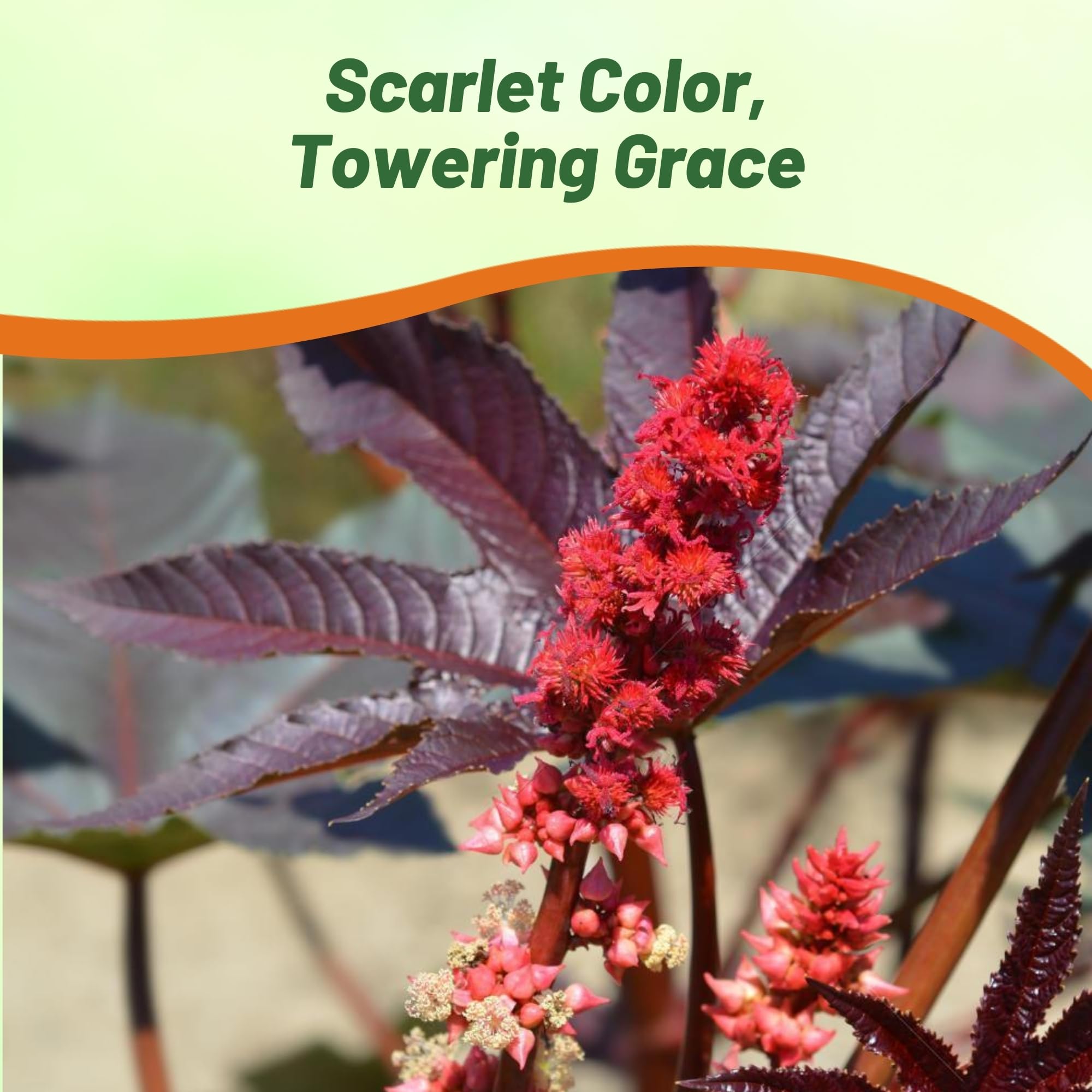 Outsidepride castor bean height reaches 60 inches for tall border impact