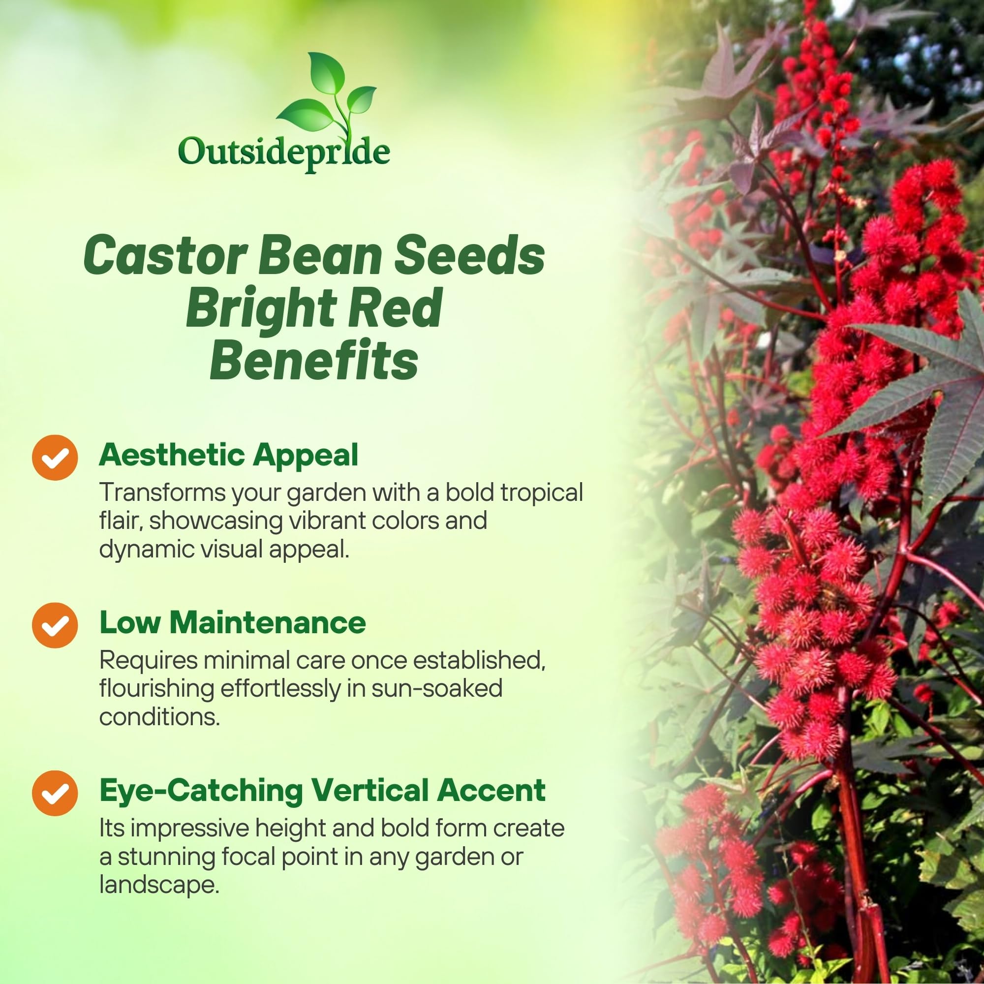 Outsidepride castor bean seedlings emerging with tropical flair