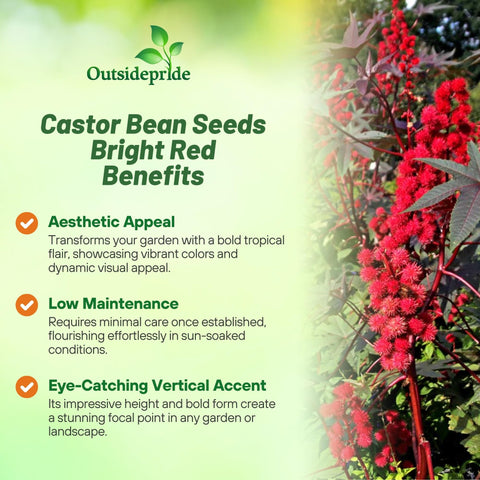 Outsidepride castor bean seedlings emerging with tropical flair