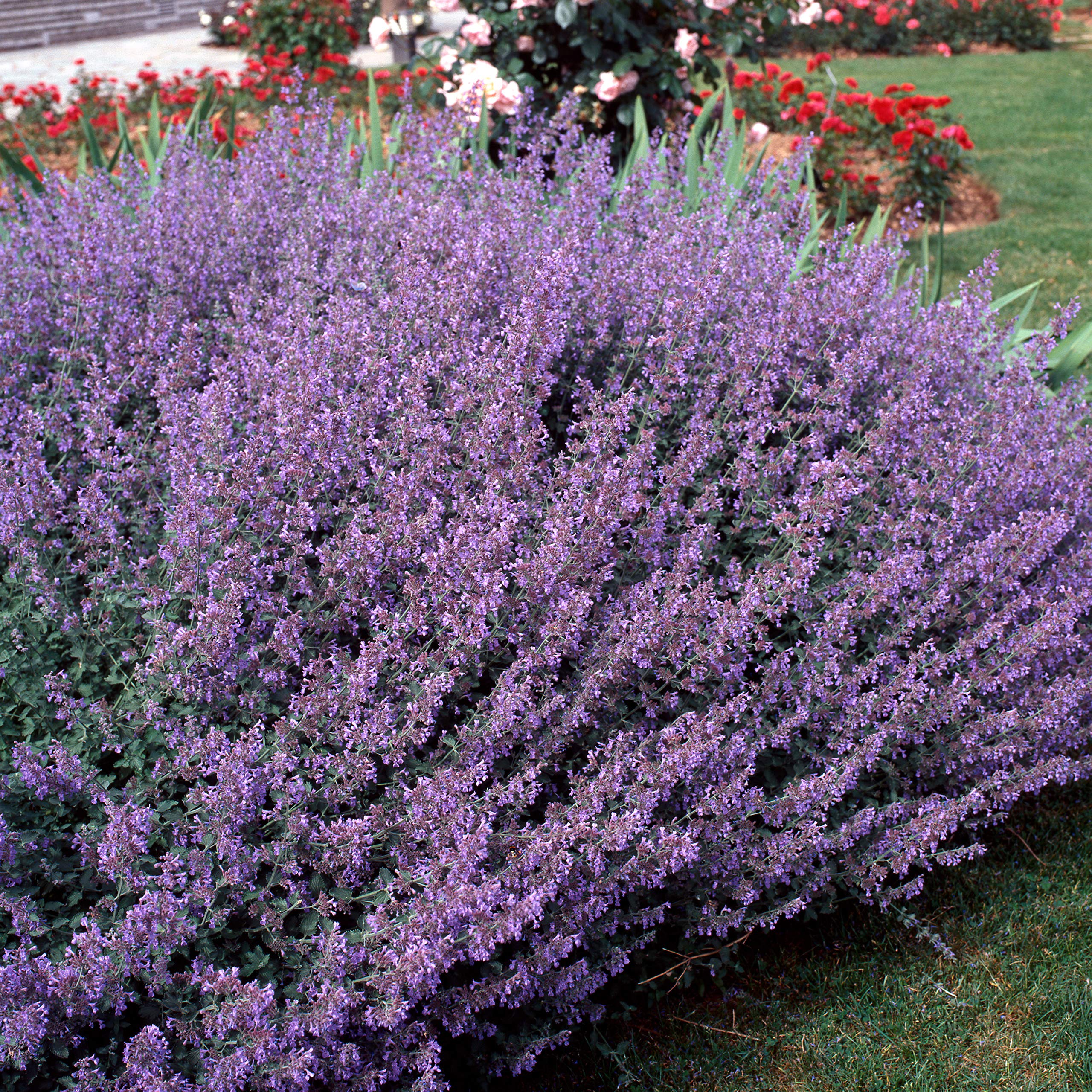 Outsidepride Catmint provides a compact 12-inch mound for borders