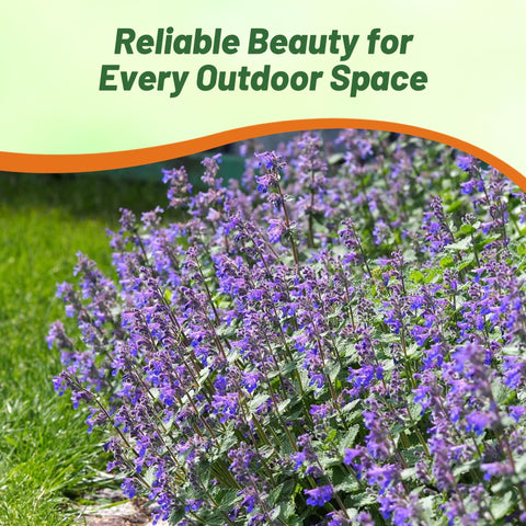 Outsidepride Catmint container plant fits patios and small spaces