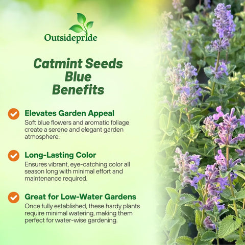 Outsidepride Catmint attracts bees and butterflies around blue flower spikes