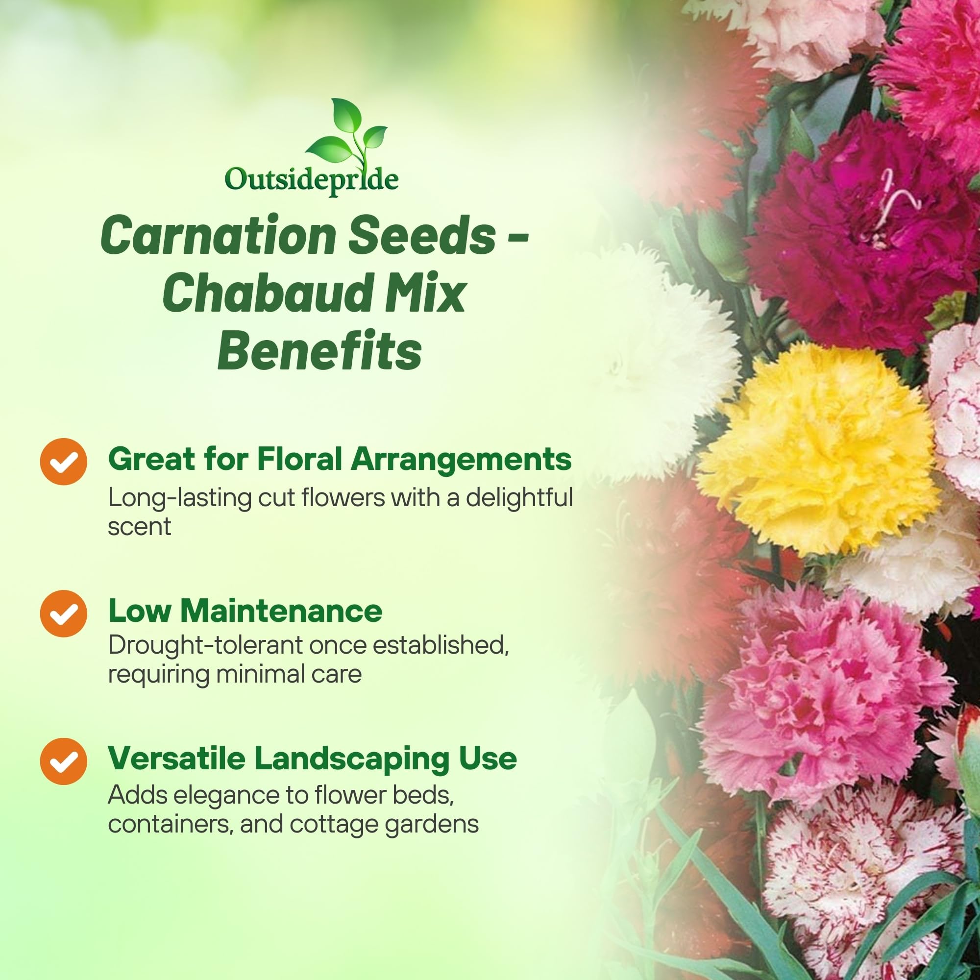 Blooms in mixed colors for borders with Outsidepride Carnations.
