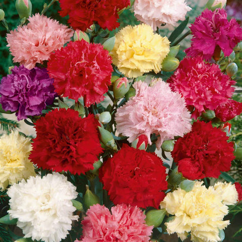 Easy planting instructions help successful germination and growth.