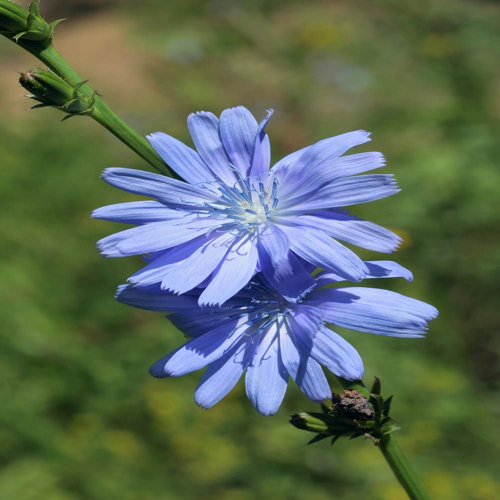 Outsidepride chicory seeds tolerate drought, delivering steady growth in full sun.