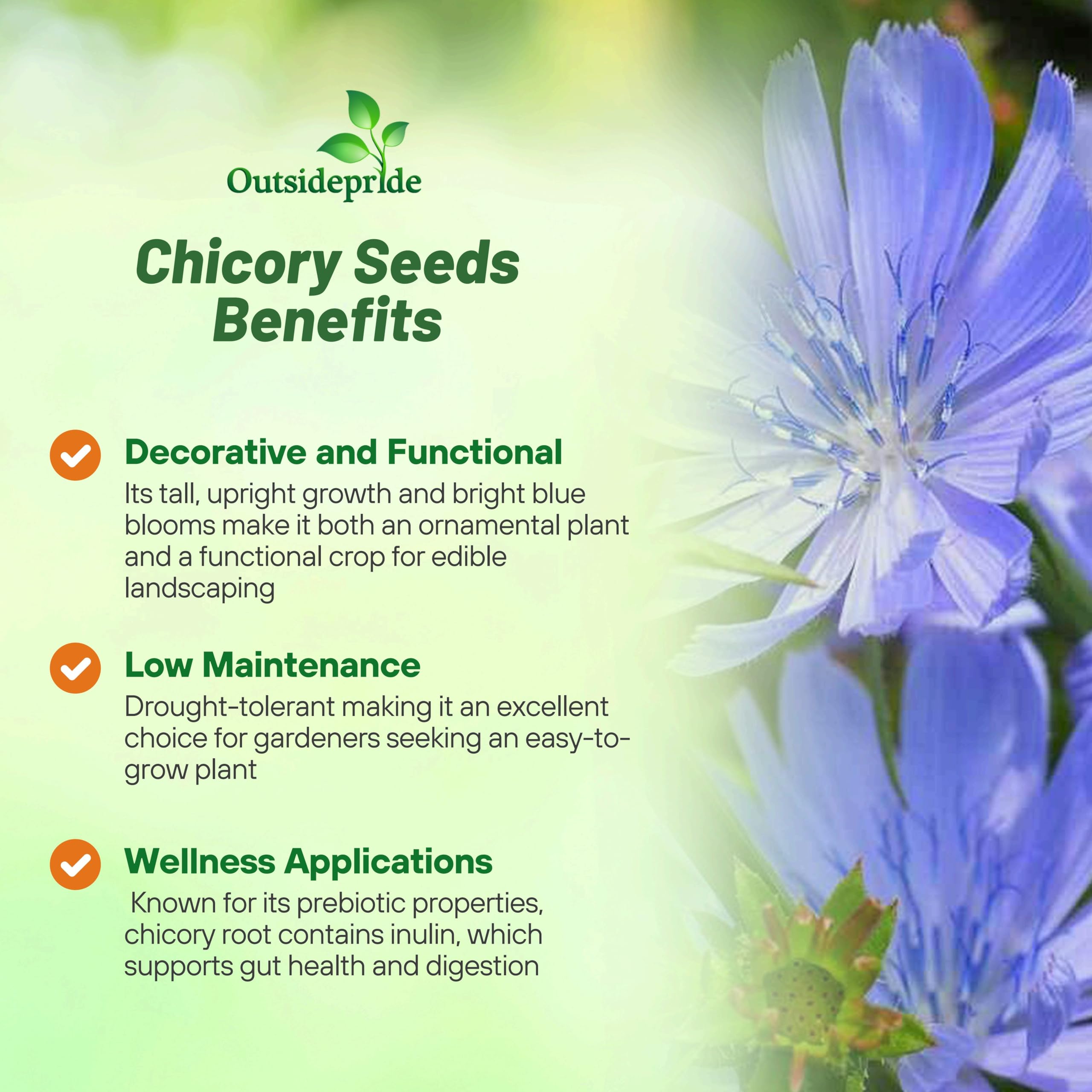 Outsidepride chicory seeds provide forage for livestock in drought-tolerant pastures.